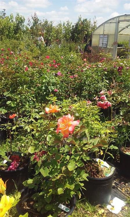 Holly Acres Tree Nursery And Garden Center Colorado Haunted Houses Prev